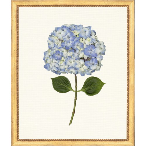 TLC- HYDRANGEA 1  20 X 24